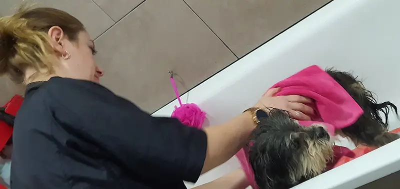 clientes-sanasana-veterinaria-02