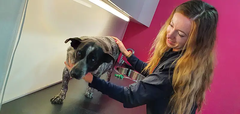 clientes-sanasana-veterinaria-03