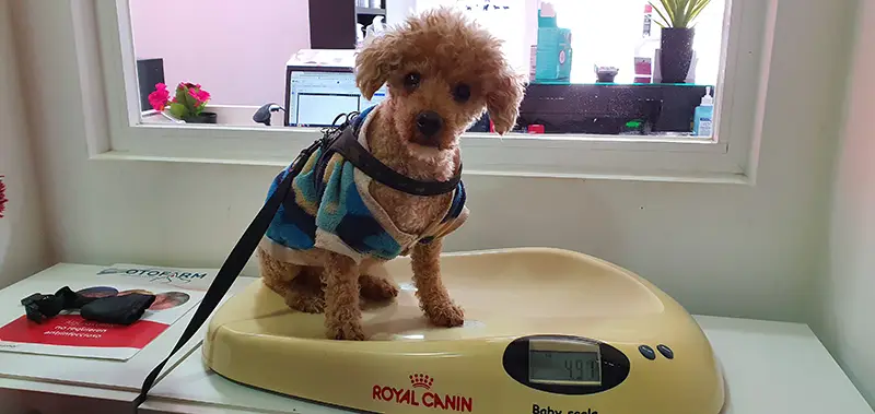 clientes-sanasana-veterinaria-05
