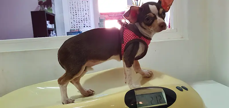 clientes-sanasana-veterinaria-07