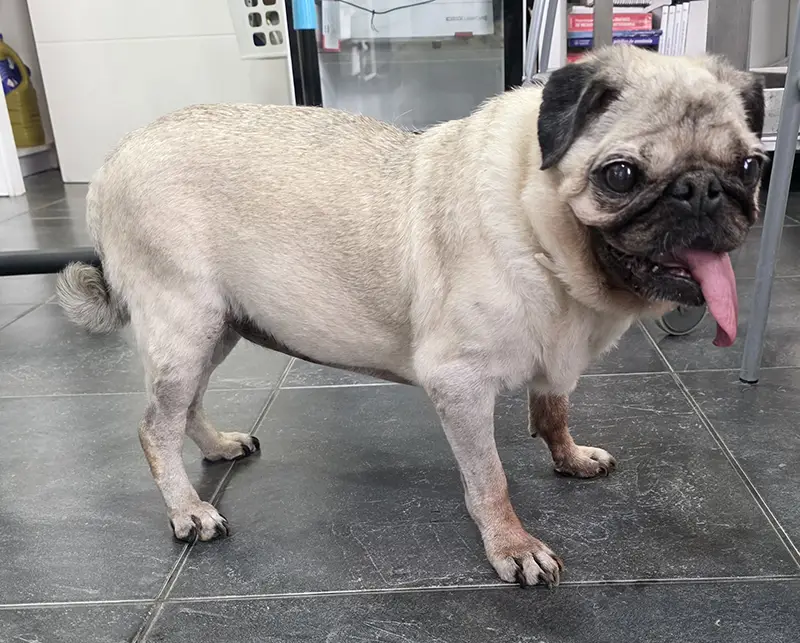 clientes-sanasana-veterinaria-10
